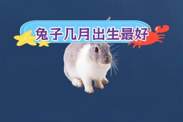 2011年属兔男孩学业_属兔天生做大官的时辰